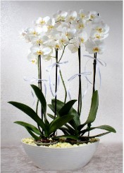  Orkide